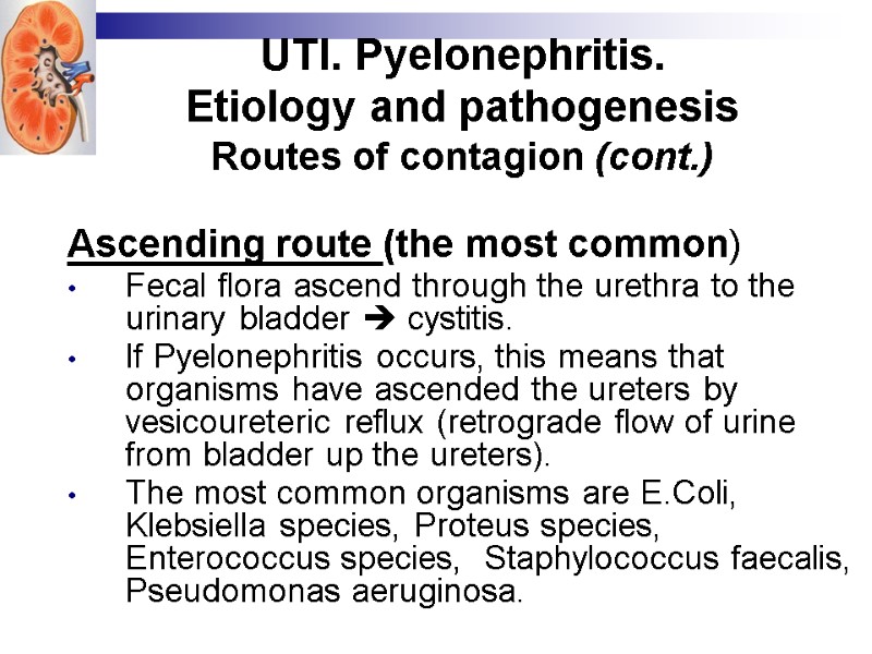 UTI. Pyelonephritis. Etiology and pathogenesis Routes of contagion (cont.) Ascending route (the most common)